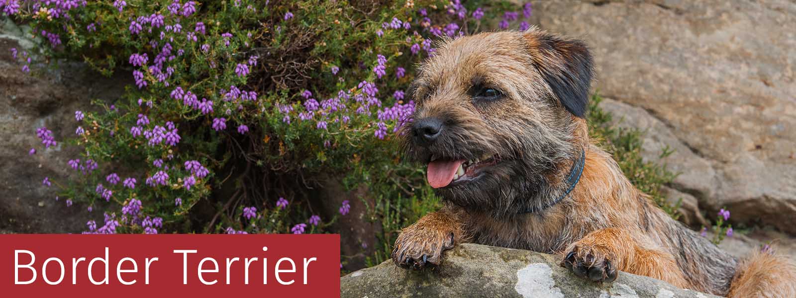 Border Terrier Gifts