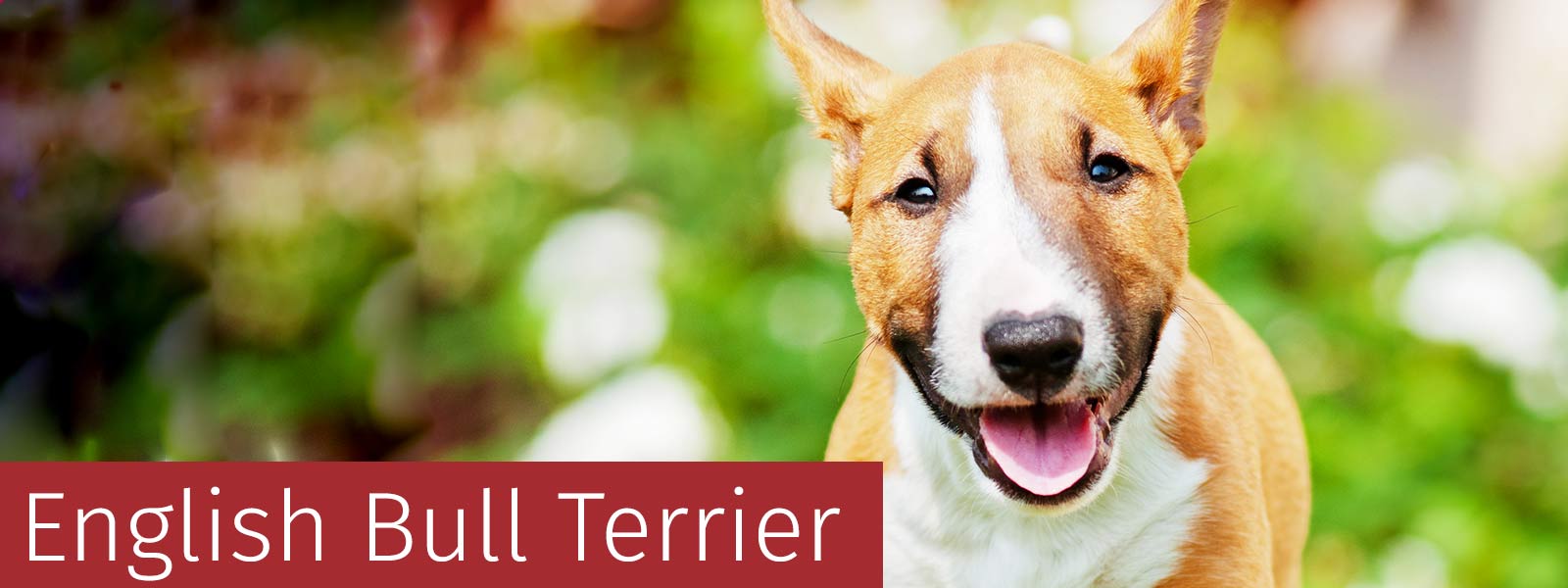 English Bull Terrier Gifts