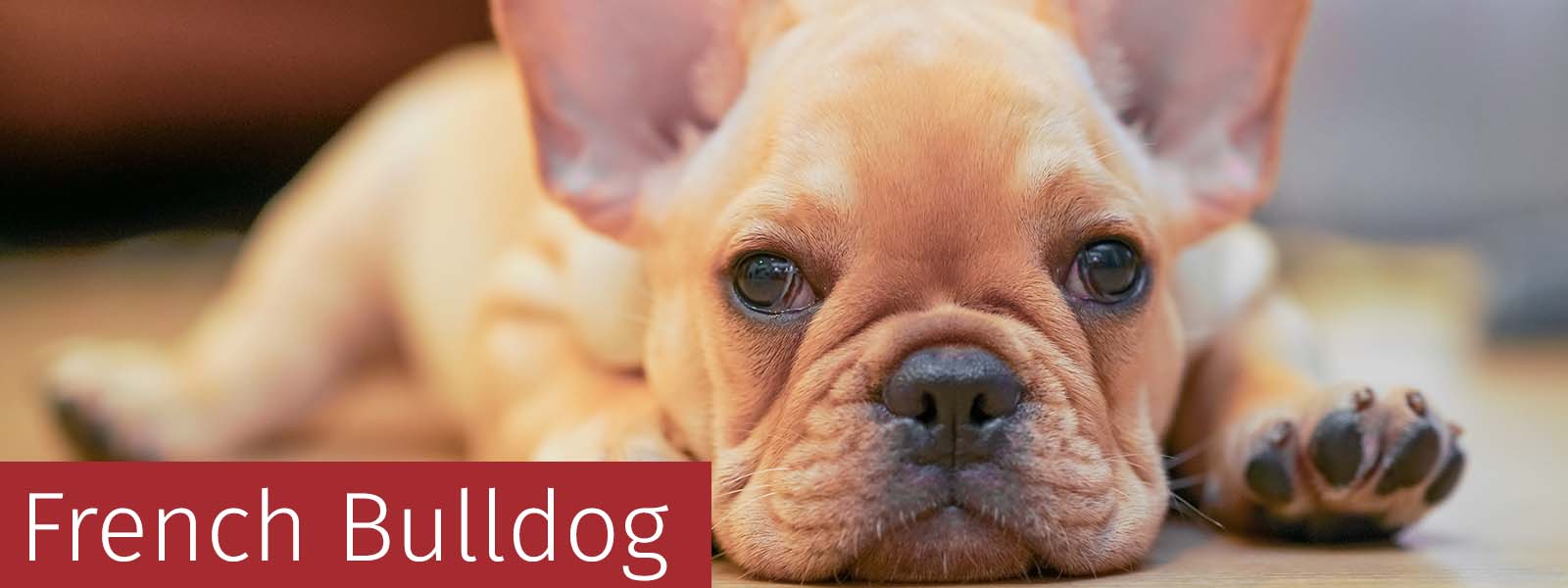 French Bulldog Gifts