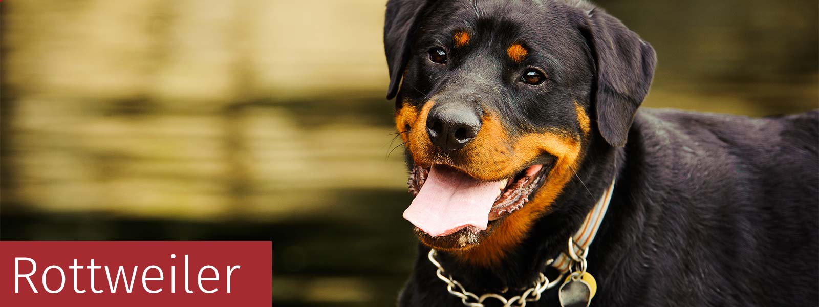 Rottweiler gifts outlet