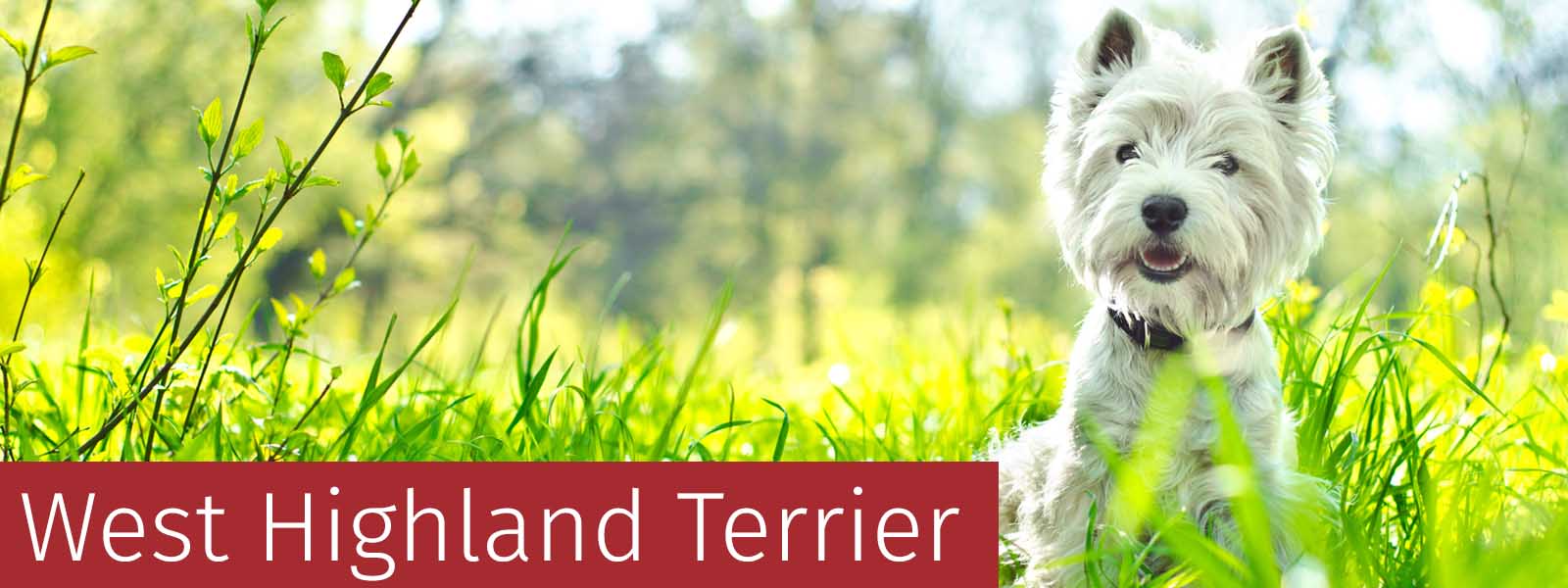 West Highland Terrier Gifts