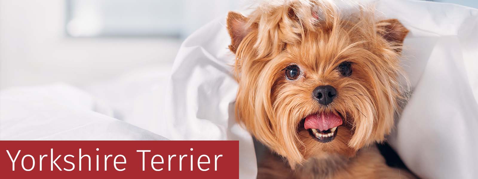 Yorkshire Terrier Gifts