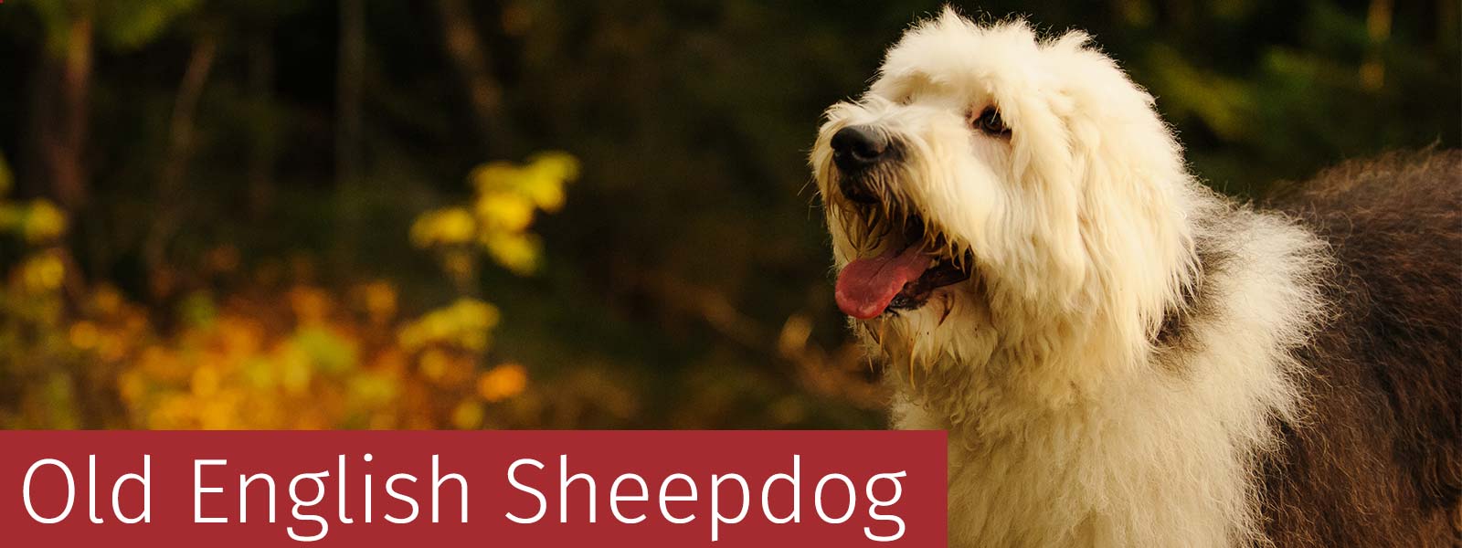 Sheepdog gifts hot sale