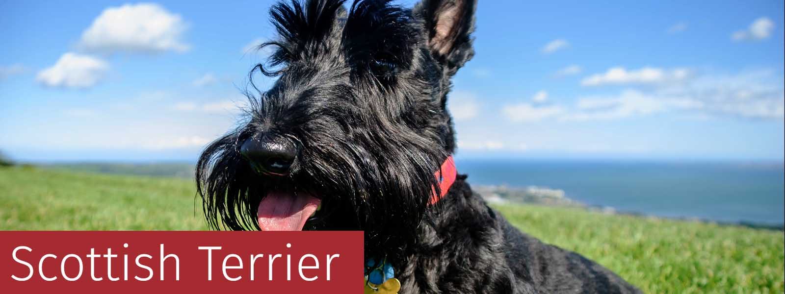 Scottish Terrier Gifts