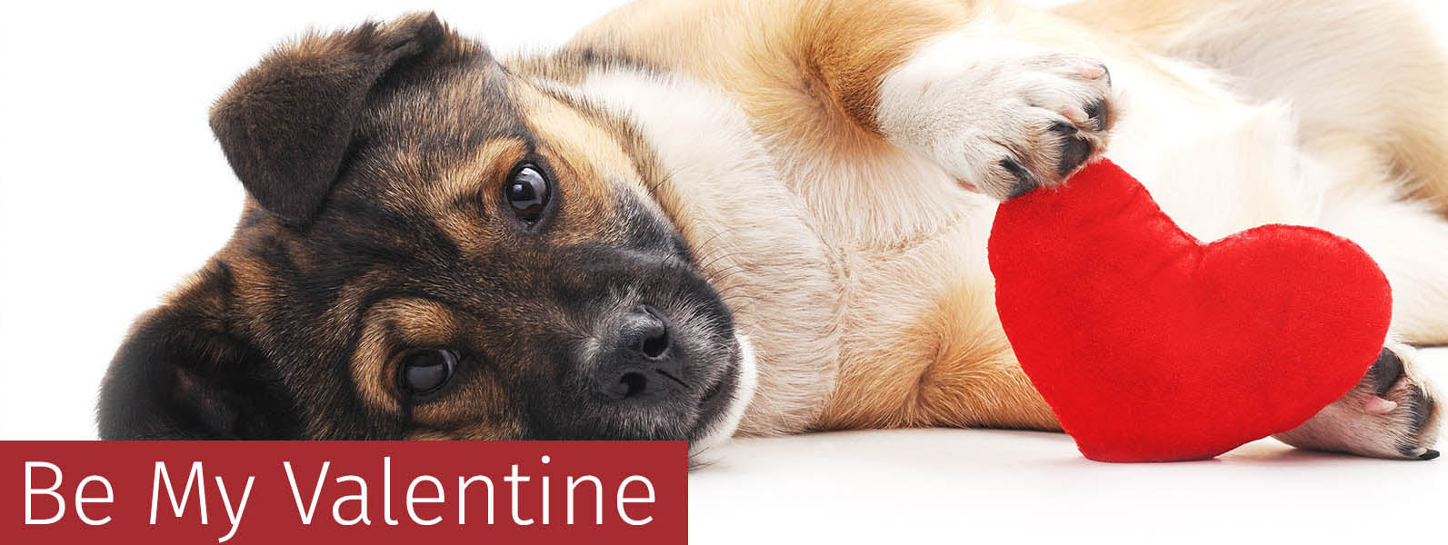 Pawfect Valentine's Day Gifts