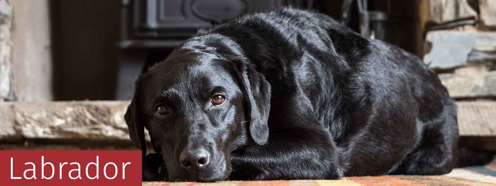 Dog Lover Gifts available at Dog Krazy Gifts – We have a huge range of Labrador gifts available at www.dogkrazygifts.co.uk